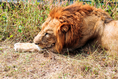 Lion, Bannerghatta National Park, India