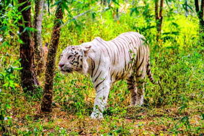 White Tiger, Bannerghata National Park, India