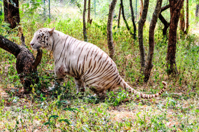 White Tiger, Bannerghata National Park, India