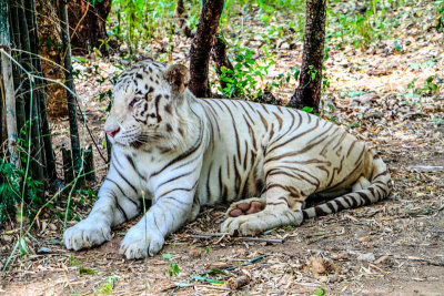 White Tiger, Bannerghata National Park, India