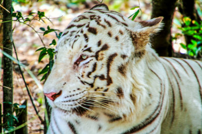 White Tiger, Bannerghata National Park, India