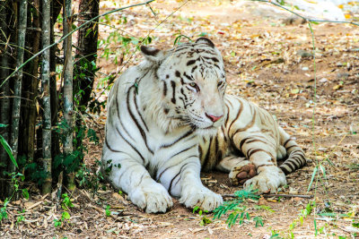 White Tiger, Bannerghata National Park, India