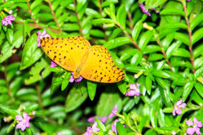 Butterfly Park, Bannerghata National Park, India