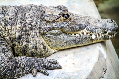 Crocodile, Bannerghatta National Park, India