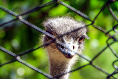 Ostrich, Bannerghatta National Park, India