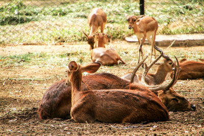 Deer, Bannerghata National Park, India