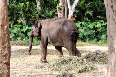 Elephant, Bannerghatta National Park, India