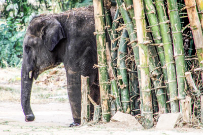 Elephant, Bannerghatta National Park, India