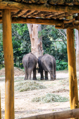 Elephant, Bannerghatta National Park, India