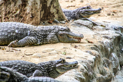 Crocodile, Bannerghatta National Park, India