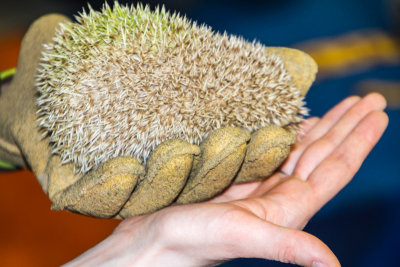 Hedgehog, Cosley Zoo, Wheaton, IL