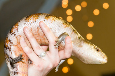 Blue Tongued Lizard, Cosley Zoo, Wheaton, IL