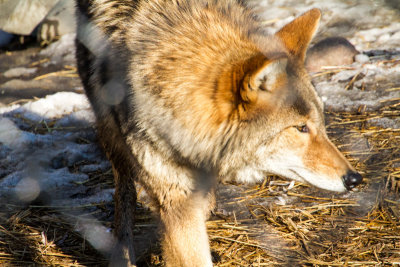 Red Fox, Cosley Zoo, Wheaton, IL