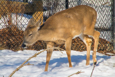 Deer, Cosley Zoo, Wheaton, IL