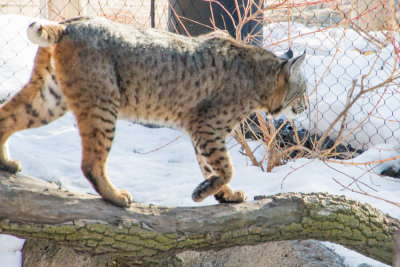 Bobcat, Cosley Zoo, Wheaton, IL