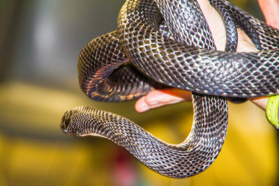 Snake, Cosley Zoo, Wheaton, IL