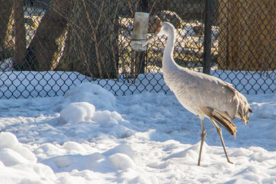 Crane, Cosley Zoo, Wheaton, IL