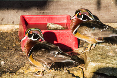Duck, Cosley Zoo, Wheaton, IL