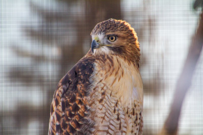 Hawk, Cosley Zoo, Wheaton, IL