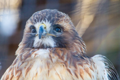 Hawk, Cosley Zoo, Wheaton, IL