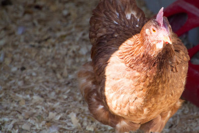 Chicken, Cosley Zoo, Wheaton, IL