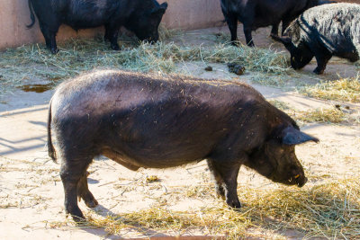 Pig, Cosley Zoo, Wheaton, IL
