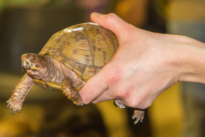 3 webbed Turtle, Cosley Zoo, Wheaton, IL