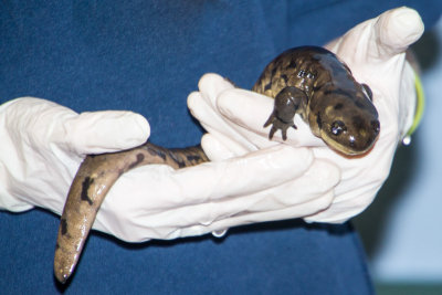 Salamander, Cosley Zoo, Wheaton, IL