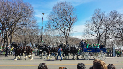 Clydesdales, Chicago, St. Patrick's Day Parade, 2015
