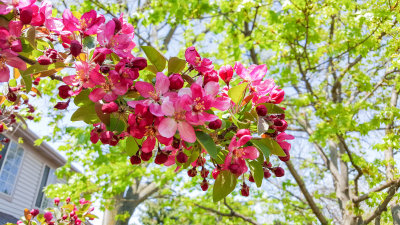 Cherry Blossoms, Spring 2015, Chicago