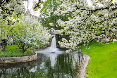 Cherry Blossoms turn white, Fountain, Spring 2015, Chicago