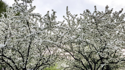 Cherry Blossoms, white, Spring 2015, Chicago