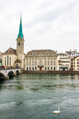 Swan on the Limmat, Zurich, Switzerland