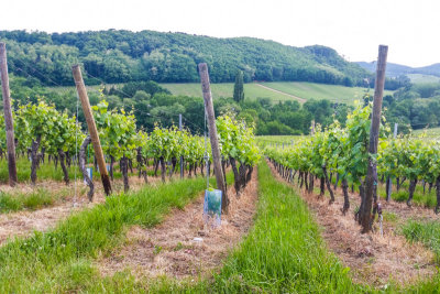 Route du Vin, Alsace, France