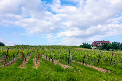 Route du Vin, Alsace, France