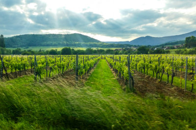The Wine Route, Alsace