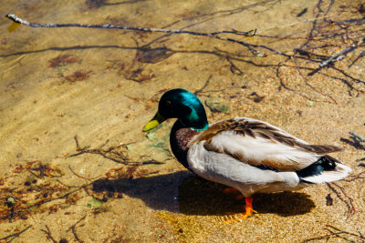 Duck, Lake Titisee, Black Forest, Germany