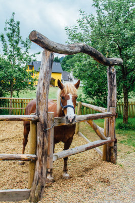 Horse, Open-air Museum, Gutach, Black Forest, Germany
