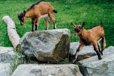 Goats, Open-air Museum, Gutach, Black Forest, Germany