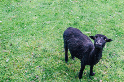Goat, Gastatte Schneckenmatt, Gengenbach, Black Forest, Germany