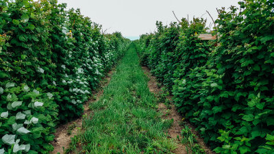 Stade Farm Market, Strawberry picking, Il, Spring 2015