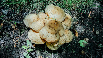 Mushrooms, Palatine, Il, Spring 2015