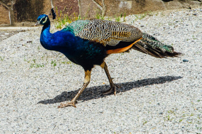 Peacock, Schloss Ambras, Innsbruck, Austria