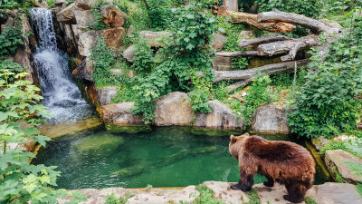 Bear, Alpenzoo, Innsbruck, Austria