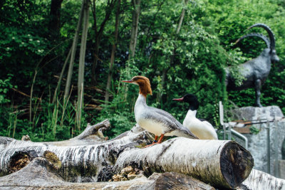 Duck, Alpenzoo, Innsbruck, Austria