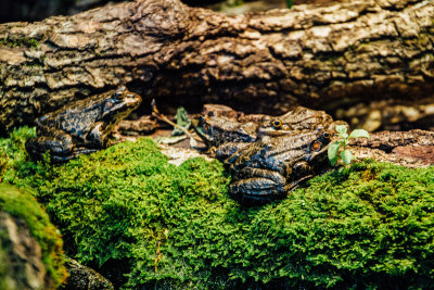 Frog, Alpenzoo, Innsbruck, Austria