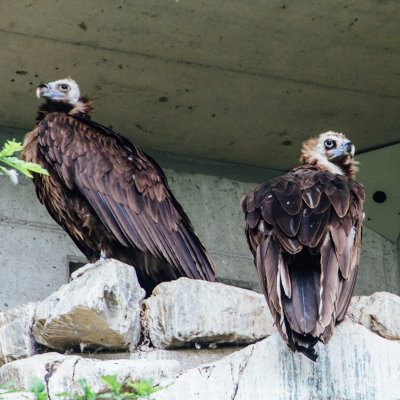 Vulture, Alpenzoo, Innsbruck, Austria