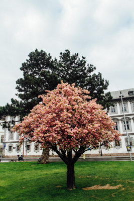 Plastic tree, Innsbruck, Austria