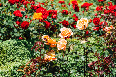 Mirabellgarten, Salzburg, Austria