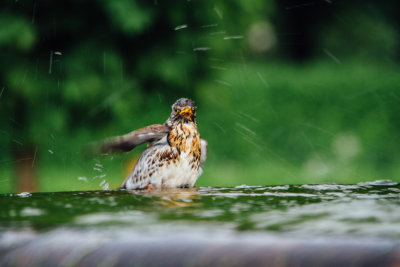 Birds, Hofgarten, Munich, Bavaria, Germany